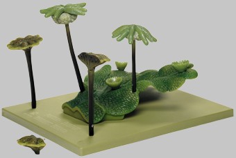Marchantia Polymorpha
